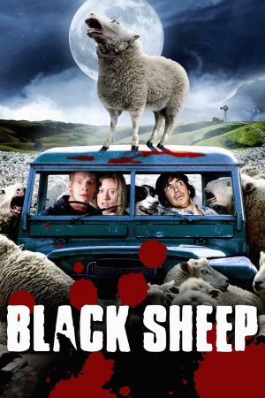 Black Sheep kinox